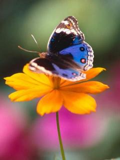 Other Wallpapers 0632